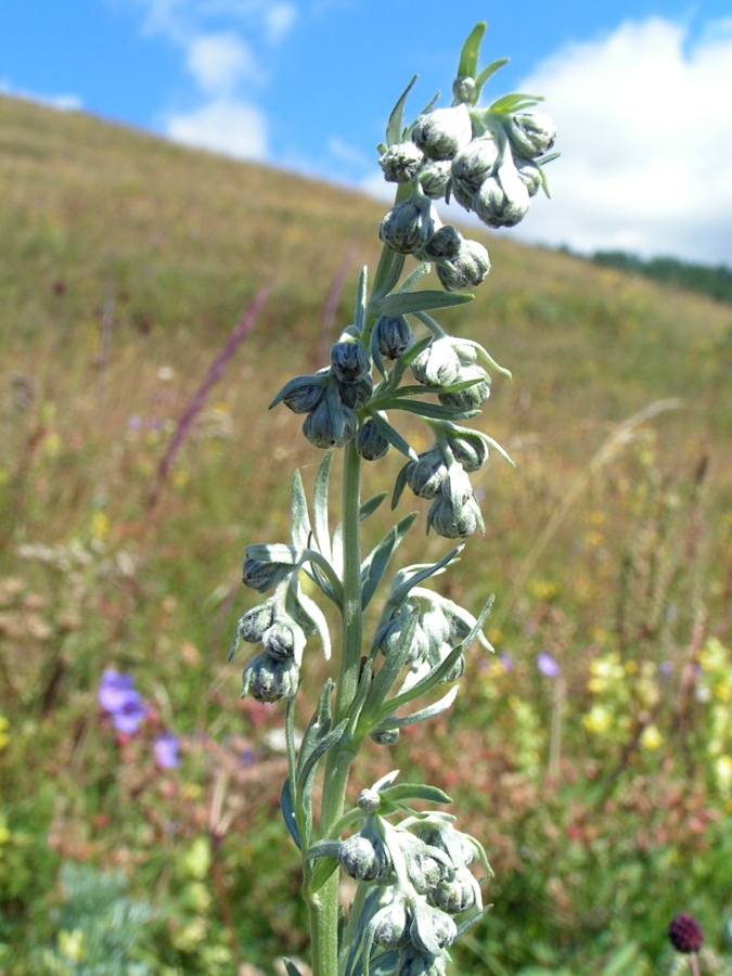 Изображение особи Artemisia sericea.