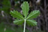 Potentilla caucasica