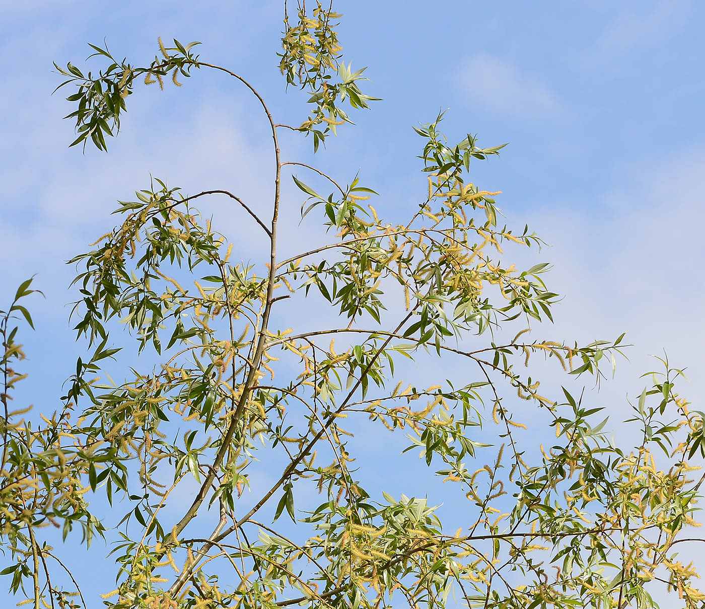 Image of Salix euxina specimen.