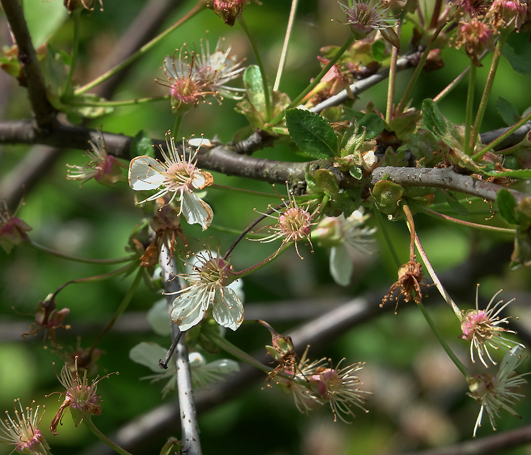 Изображение особи Cerasus vulgaris.