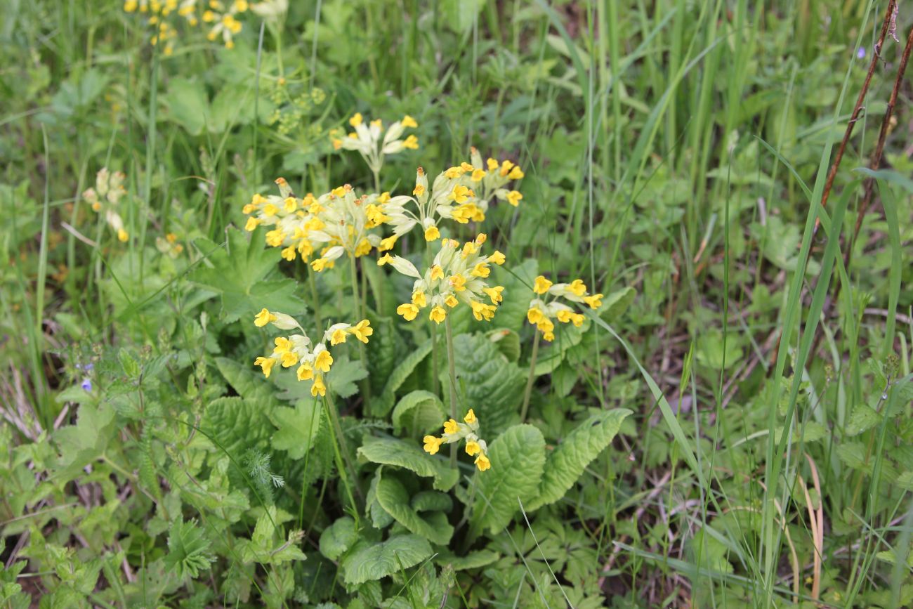 Image of Primula veris specimen.