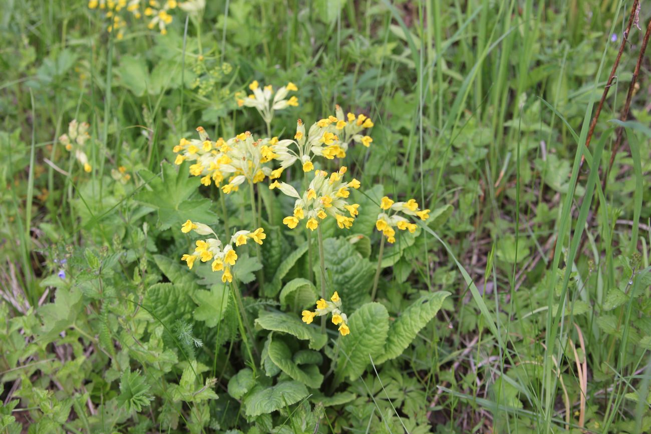 Изображение особи Primula veris.