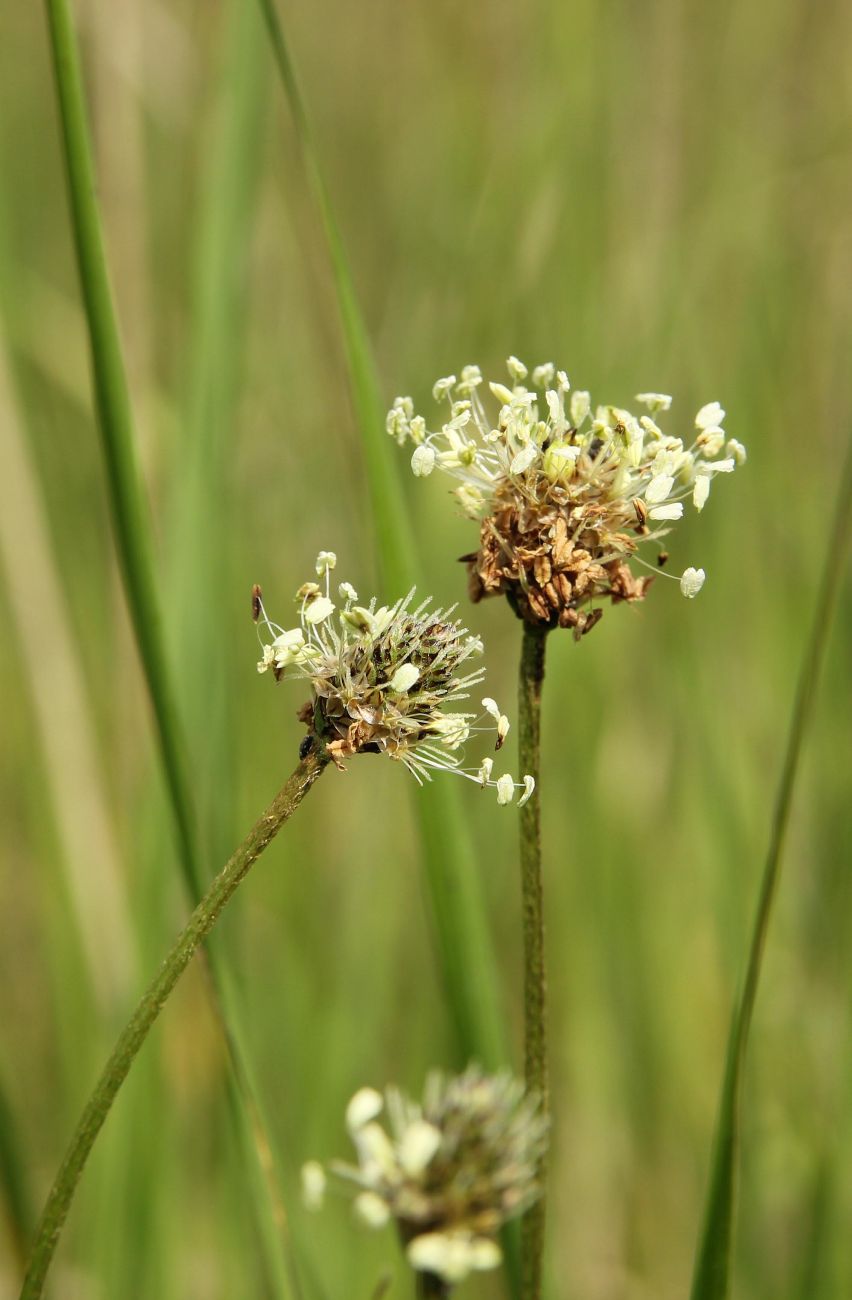 Image of Plantago lanceolata specimen.