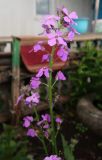 genus Hesperis