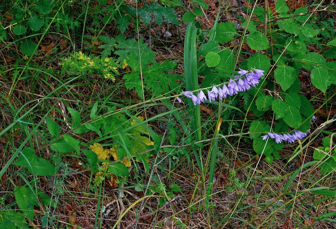 Image of Campanula rapunculoides specimen.