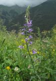род Campanula. Верхушка зацветающего растения. Кабардино-Балкария, Эльбрусский р-н, окр. с. Нейтрино, ок. 1800 м н.у.м., высокотравье на склоне. 09.07.2020.