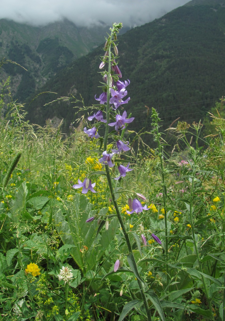 Изображение особи род Campanula.