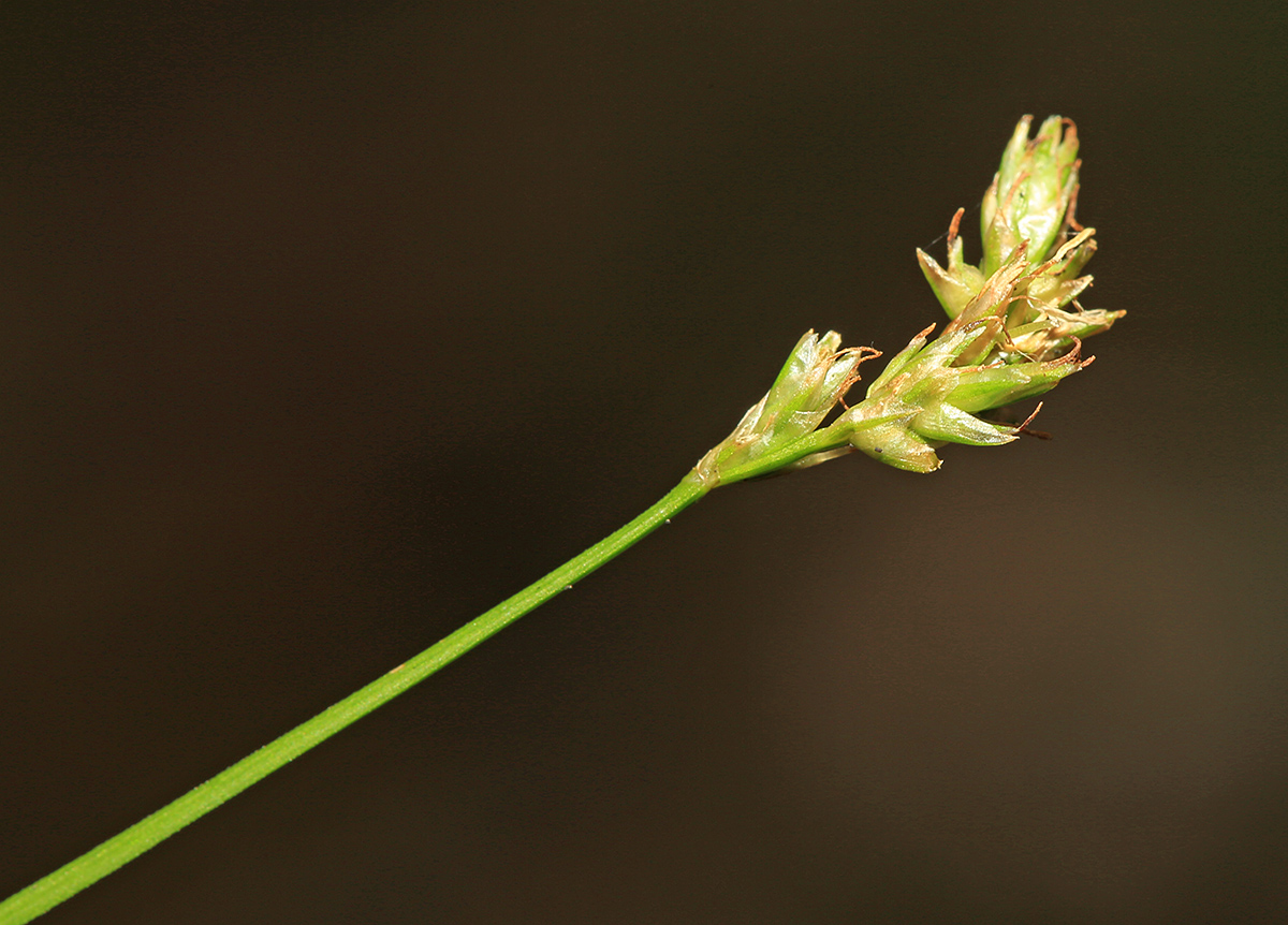 Изображение особи Carex iljinii.