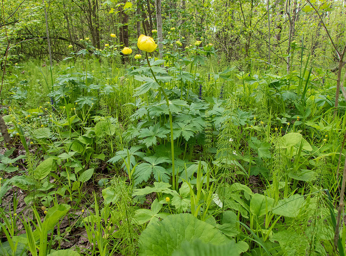 Изображение особи Trollius europaeus.