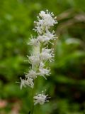 Maianthemum bifolium. Соцветие. Тверская обл., Кимрский р-н, окр. дер. Гомоново, опушка соснового леса. 06.06.2020.