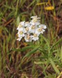 Achillea ptarmica. Верхушка цветущего растения. Костромская обл., окр. Кологрива, правый берег р. Унжа, Костромская пойма, луг. 27 августа 2020 г.