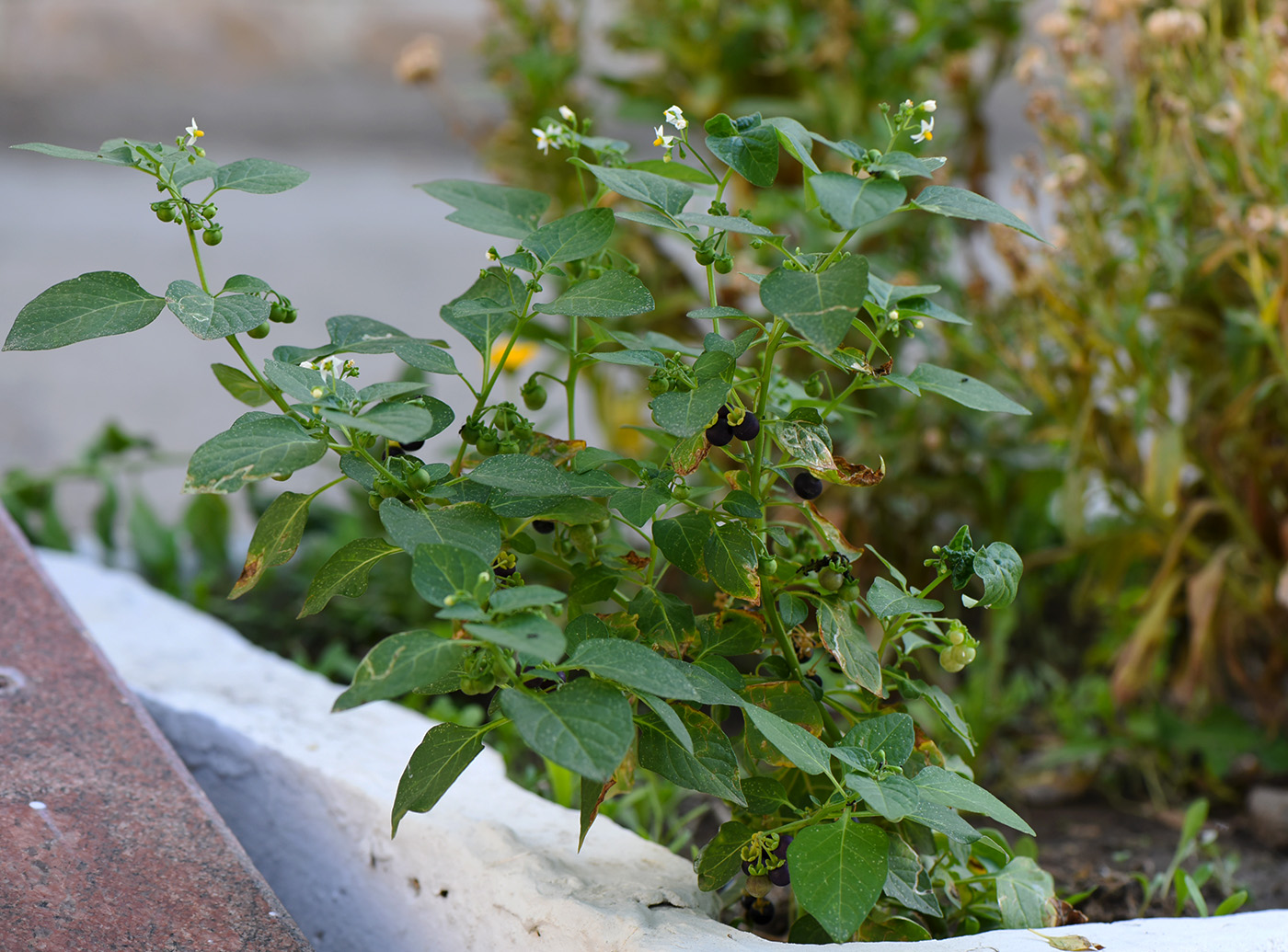 Изображение особи Solanum nigrum.