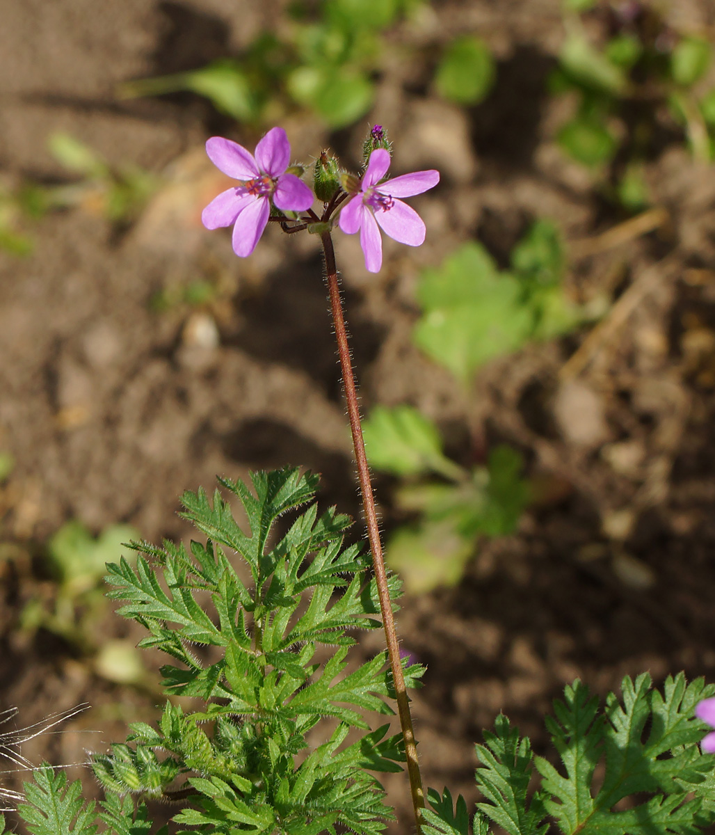 Изображение особи Erodium cicutarium.