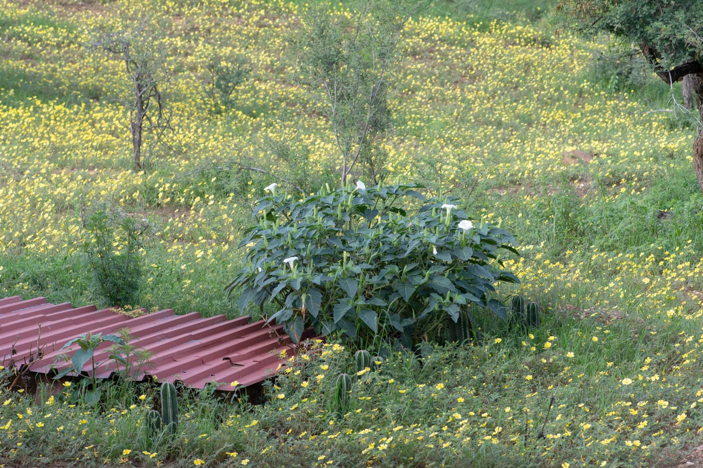 Image of Datura innoxia specimen.