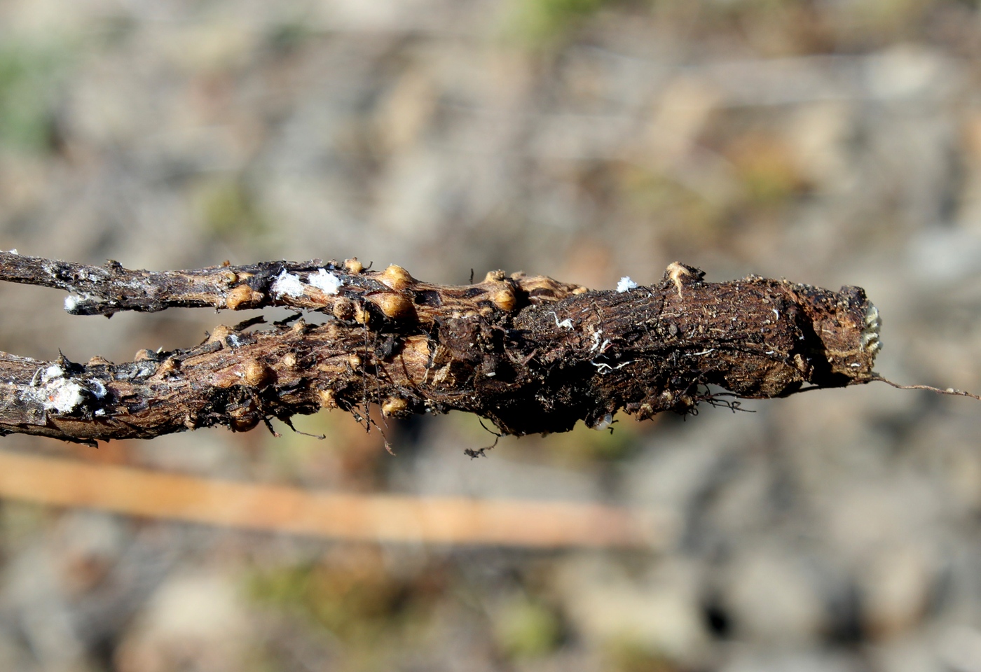 Image of Argusia sibirica specimen.