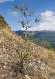 Cotoneaster tauricus. Плодоносящее растение. Южный Берег Крыма, сев.-вост. склон горы Аю-Даг, каменистый склон. 06.08.2019.