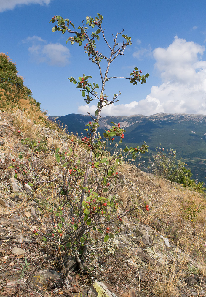 Image of Cotoneaster tauricus specimen.