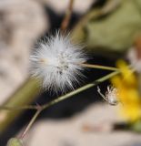 Sonchus tenerrimus