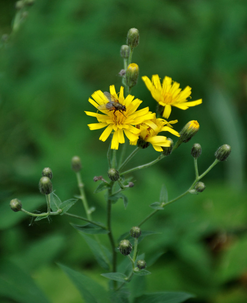 Изображение особи Hieracium krylovii.