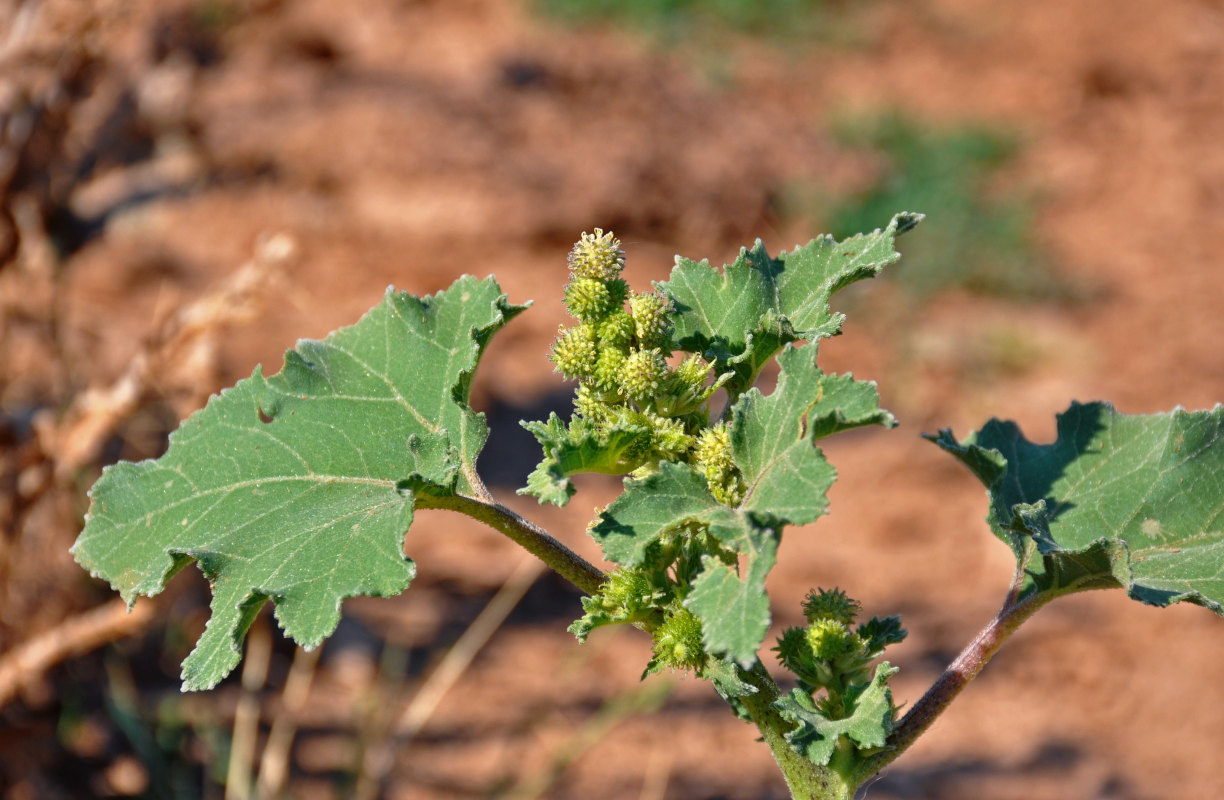 Image of Xanthium orientale specimen.