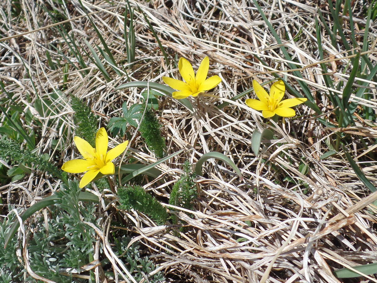 Изображение особи Tulipa heteropetala.