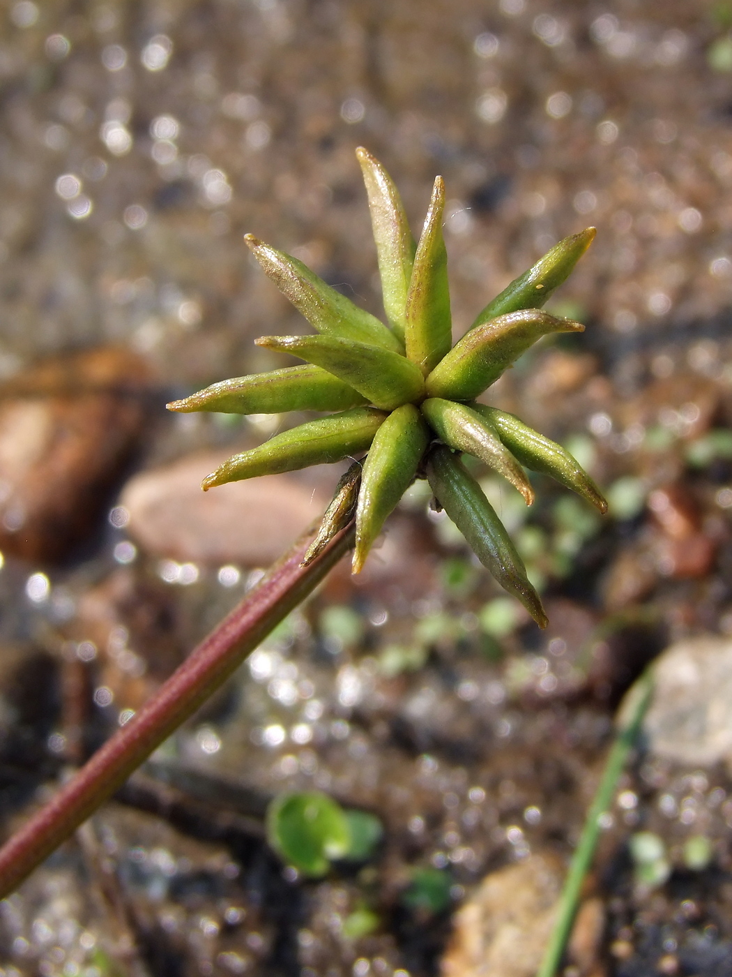 Image of Caltha palustris specimen.