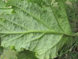 Heracleum leskovii
