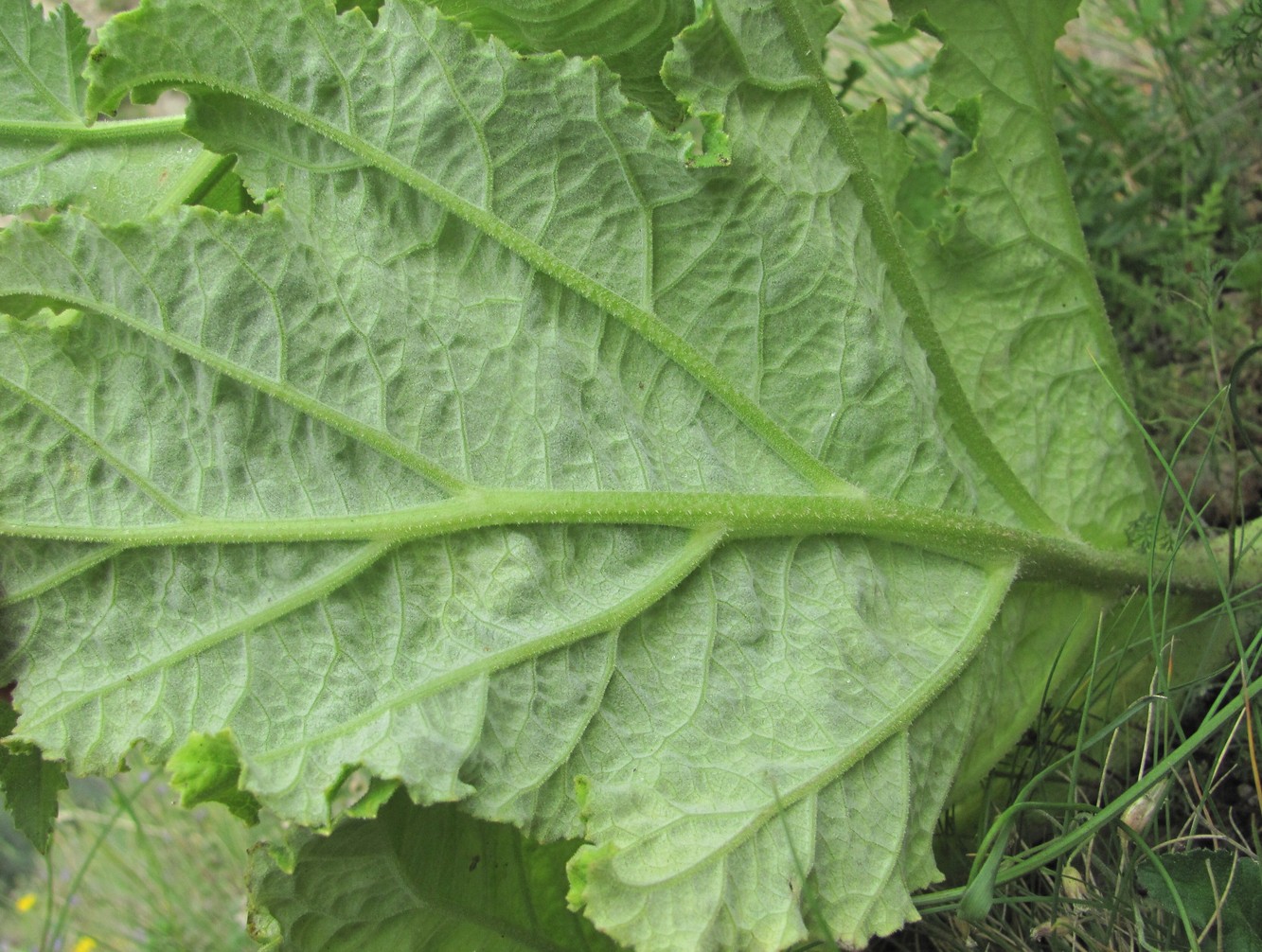 Изображение особи Heracleum leskovii.