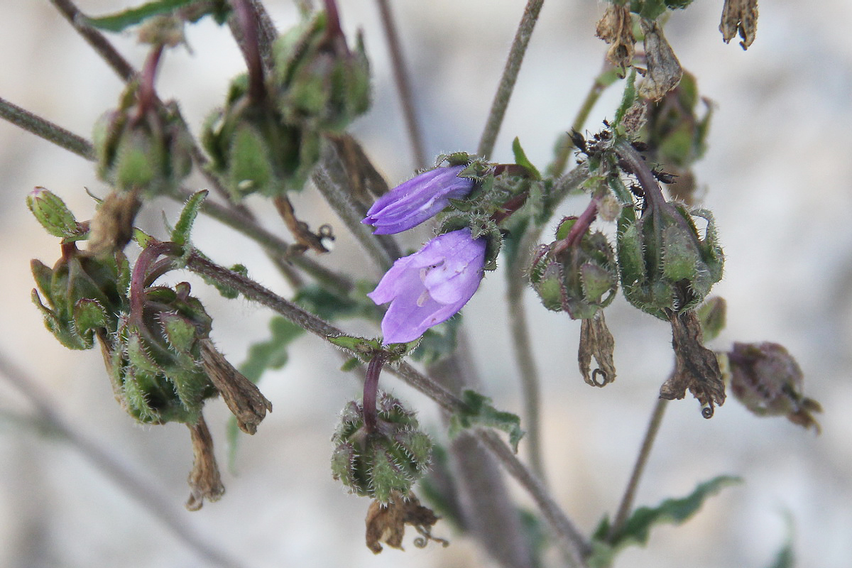 Изображение особи Campanula praealta.