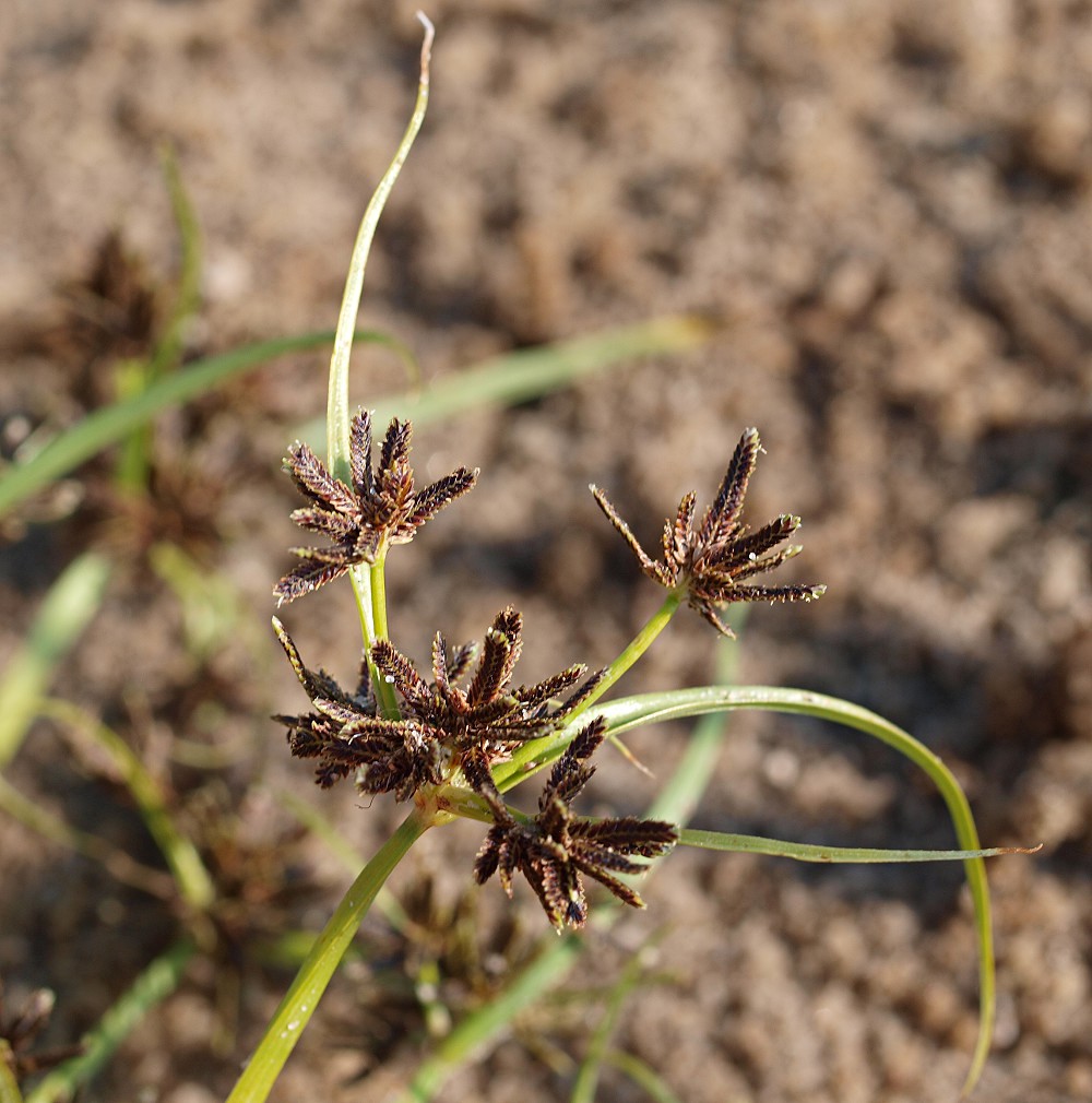 Image of Cyperus fuscus specimen.