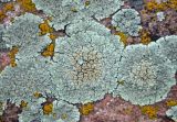 Lecanora muralis