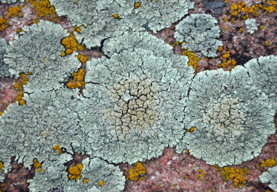 Изображение особи Lecanora muralis.