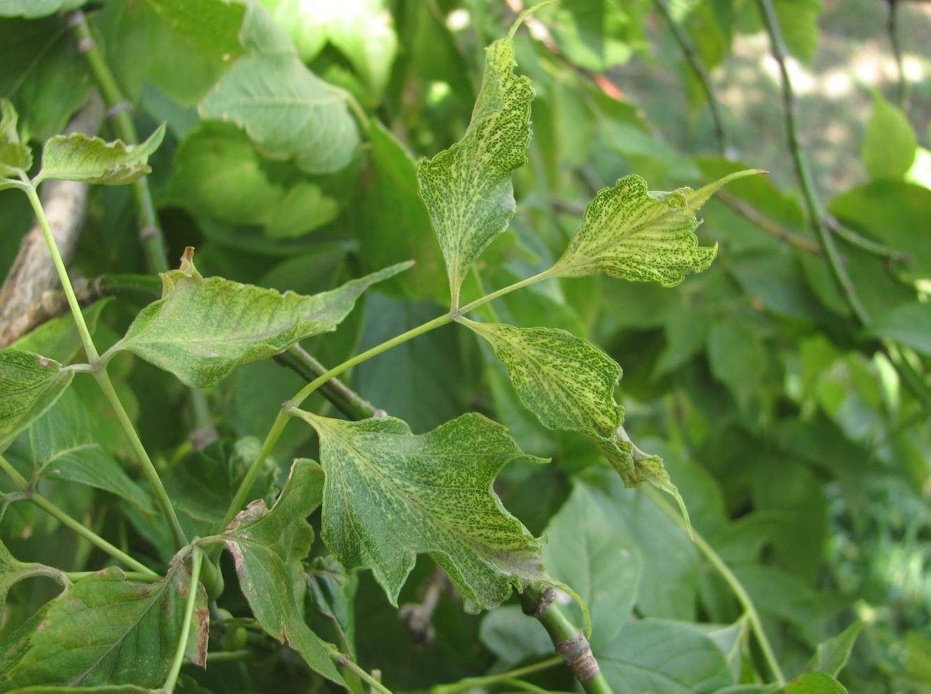 Image of Acer negundo specimen.