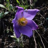 Pulsatilla patens