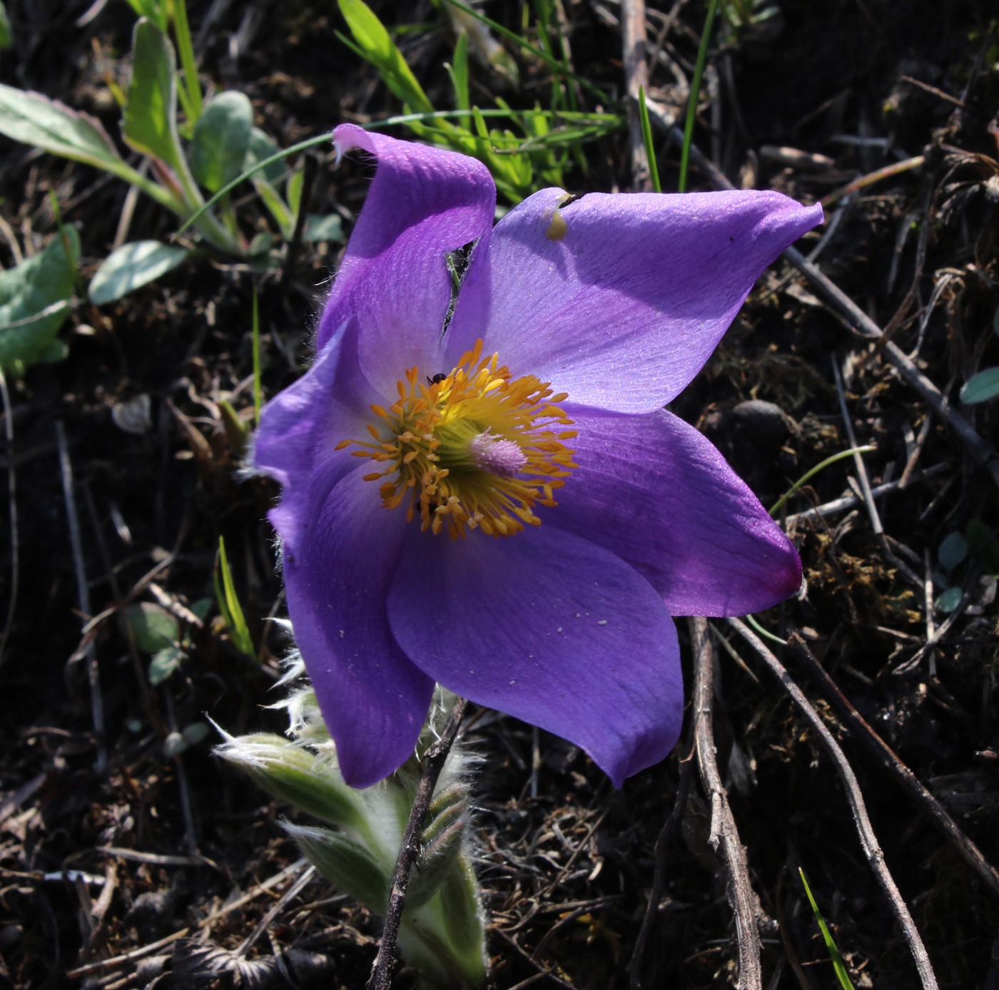 Изображение особи Pulsatilla patens.