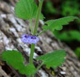 Image of taxon representative. Author is Владимир Саенко