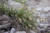 Carex halleriana