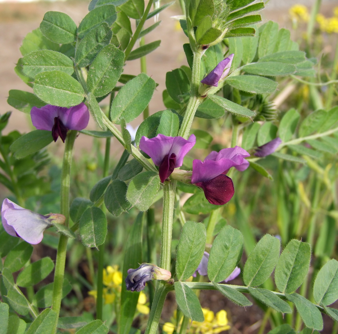 Изображение особи Vicia sativa.