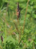 Carex acutiformis. Верхушка плодоносящего растения с соплодиями и сохранившимися тычиночными колосками. Ульяновская обл., г. Димитровград, окр. пос. Торфболото, пойма р. Бол. Черемшан, опушка широколиственного леса, дно небольшого оврага. 05.06.2021.