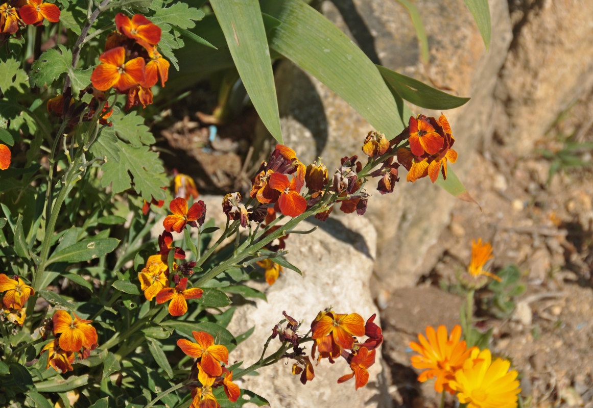 Image of Cheiranthus cheiri specimen.