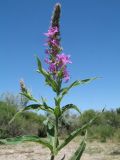 Lythrum salicaria. Верхушка цветущего растения. Южный Казахстан, Жамбылская обл., пойма р. Асса, тугай у берега протоки. 25 июня 2021 г.