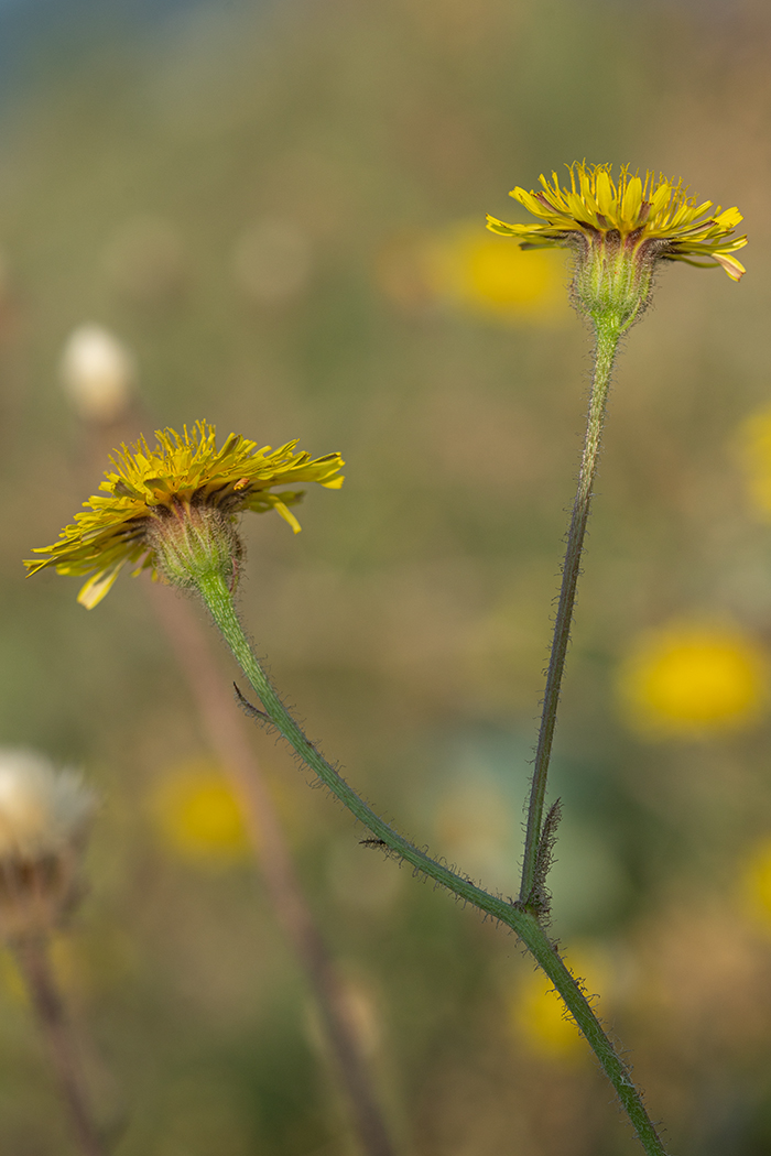 Изображение особи Crepis foetida.