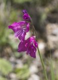 Gladiolus tenuis