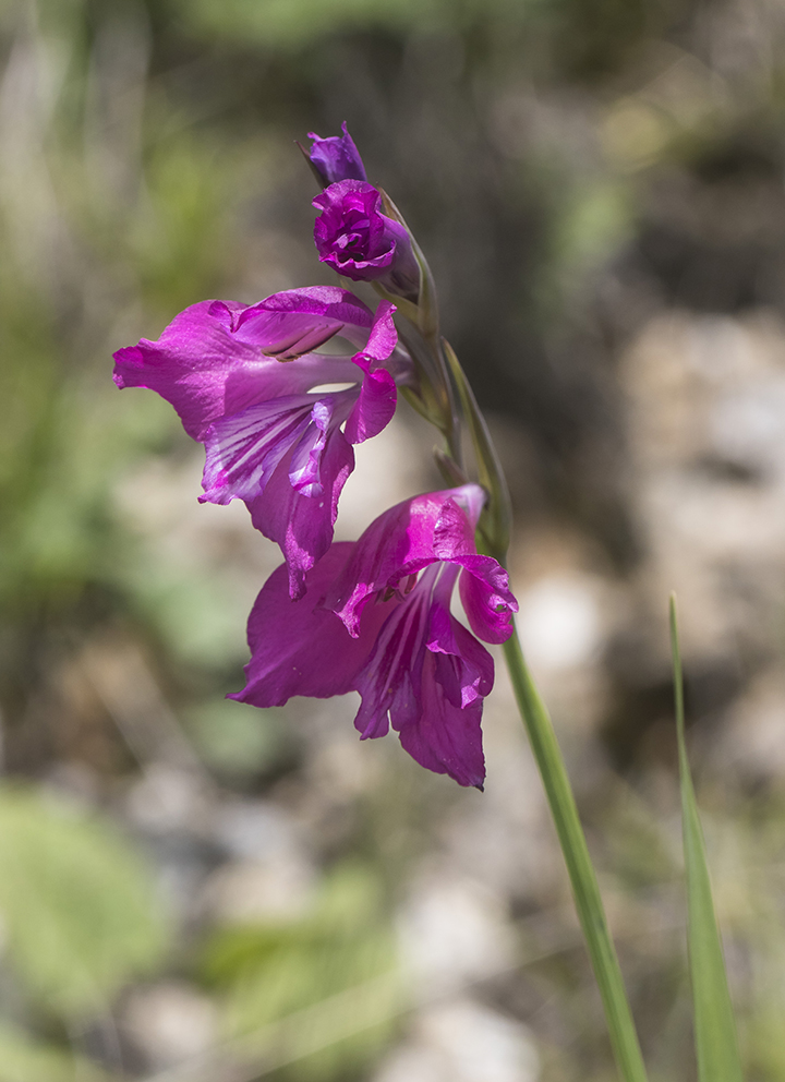 Image of Gladiolus tenuis specimen.