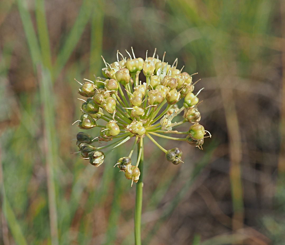 Image of Allium flavescens specimen.