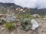 Erigeron acris ssp. botschantzevii