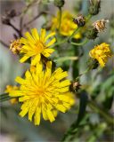 Hieracium umbellatum variety dunale. Соцветия. Ленинградская обл., Выборгский р-н, Финский залив, о-в Лисий, песчаный пляж. 09.08.2020.