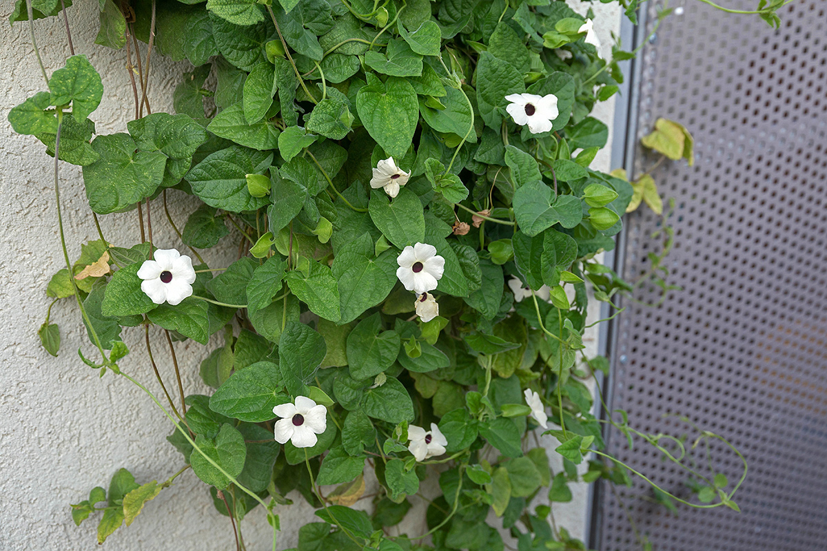 Image of Thunbergia alata specimen.
