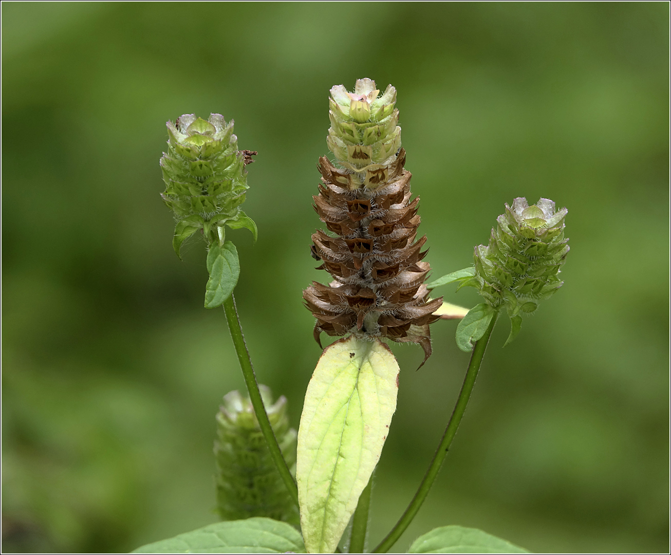 Изображение особи Prunella vulgaris.