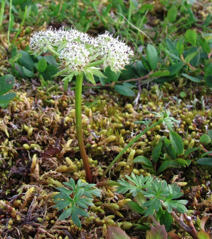 Изображение особи Pachypleurum alpinum.